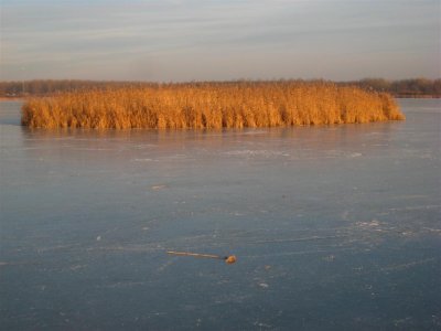 Oostvaardersplassen 131