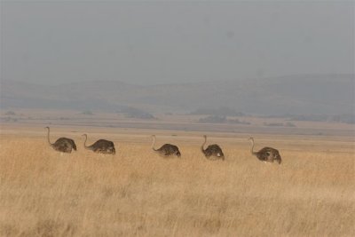 Tanzania, Safari - Oktober 2006 - 1017