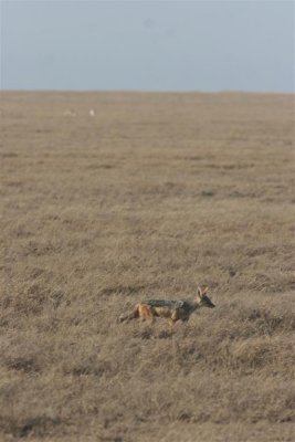 Tanzania, Safari - Oktober 2006 - 1024