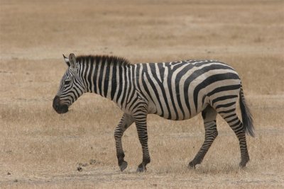 Tanzania, Safari - Oktober 2006 - 1038