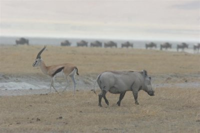 Tanzania, Safari - Oktober 2006 - 1053