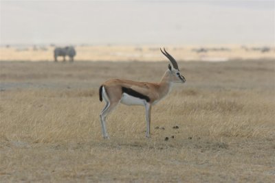Tanzania, Safari - Oktober 2006 - 1054