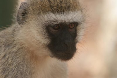 Tanzania, Safari - Oktober 2006 - 734