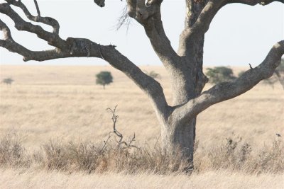 Tanzania, Safari - Oktober 2006 - 825