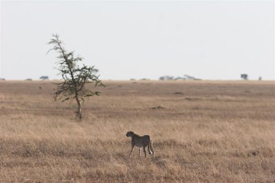 Tanzania, Safari - Oktober 2006 - 836