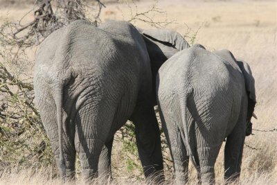 Tanzania, Safari - Oktober 2006 - 870