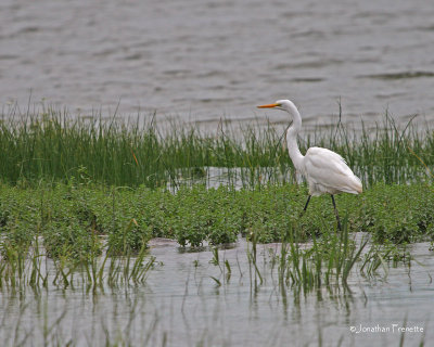 Grande_aigrette_01_web.jpg