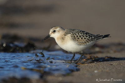 Bcasseau_sanderling_juv_03_1.jpg