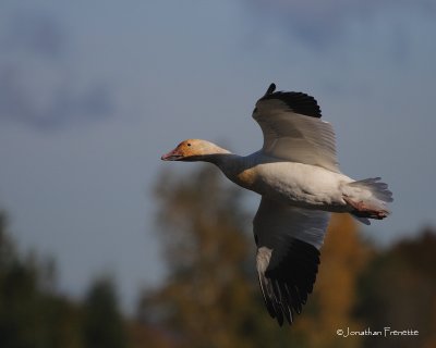 Sauvagine et oiseaux migrateurs