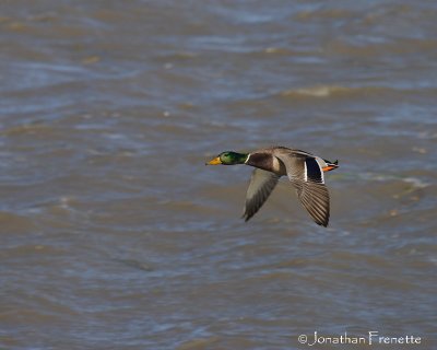 Sauvagine et oiseaux migrateurs