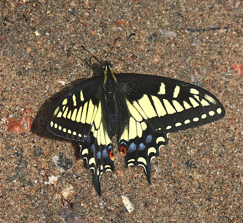 Anise Swallowtail