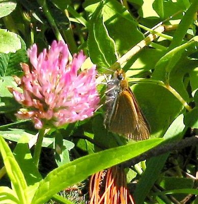 Two-spotted Skipper
