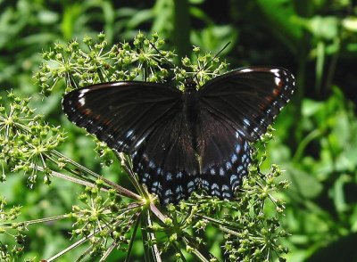 White Admiral x Red-spotted Purple