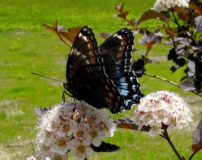 White Admiral x Red-spotted Purple