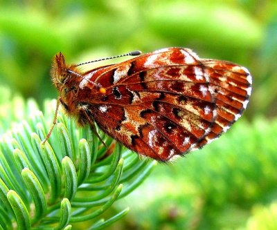 Purplish White Mountain Fritillary