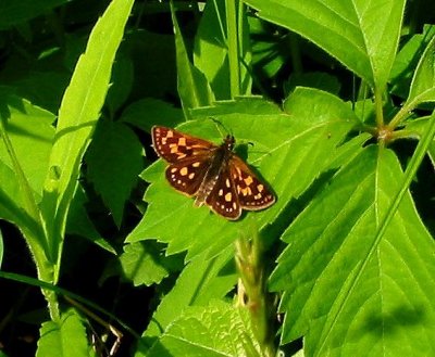 Arctic Skipper