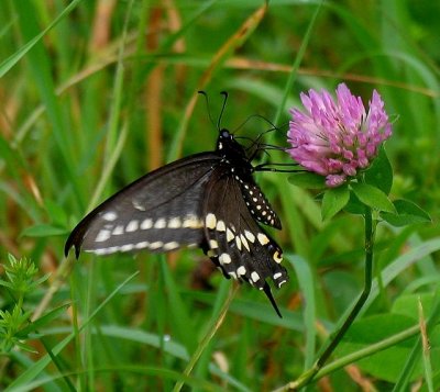 Black Swallowtail