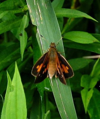 Broad-winged Skipper