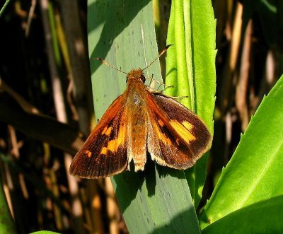 Broad-winged Skipper