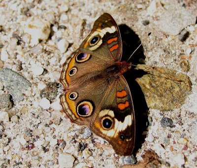 Common Buckeye