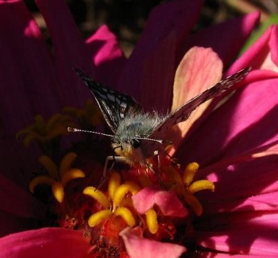 Common Checkered-Skipper