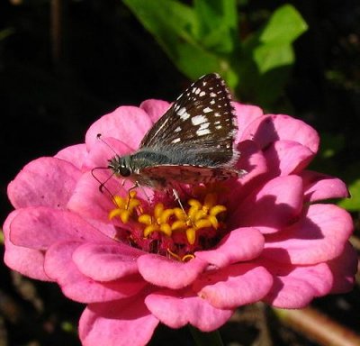 Common Checkered-Skipper