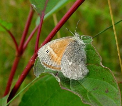 Common Ringlet