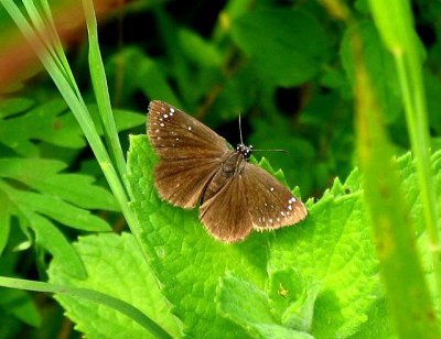 Common Sootywing
