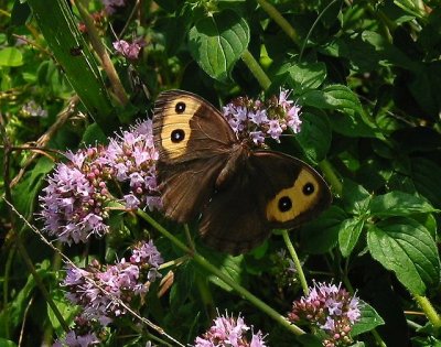 Common Wood-Nymph