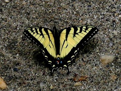 Tiger-Swallowtail sp