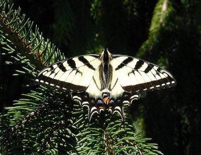 Canadian Tiger-Swallowtail