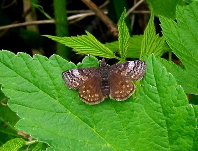 Dreamy Duskywing