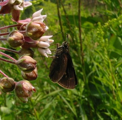 Dun Skipper
