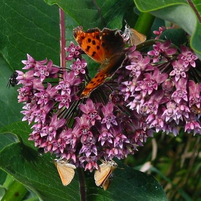 Eastern Comma and European Skipper