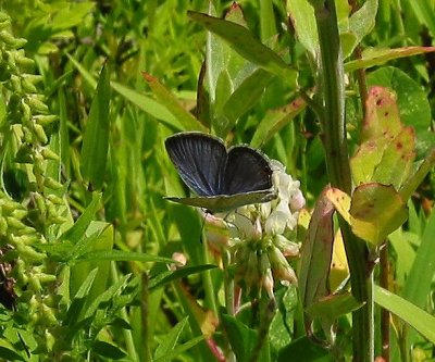 Eastern Tailed-Blue