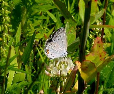 Eastern Tailed-Blue