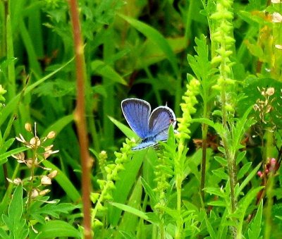 Eastern Tailed-Blue