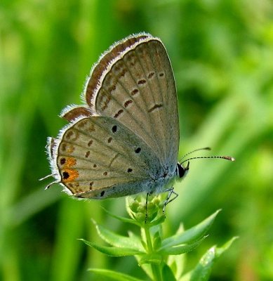 Eastern Tailed-Blue