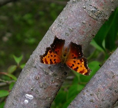 Gray Comma