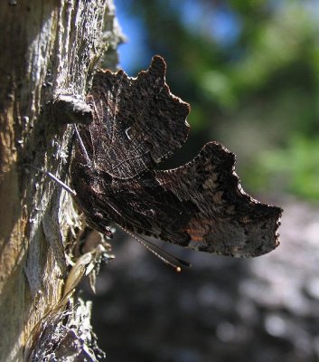 Gray Comma