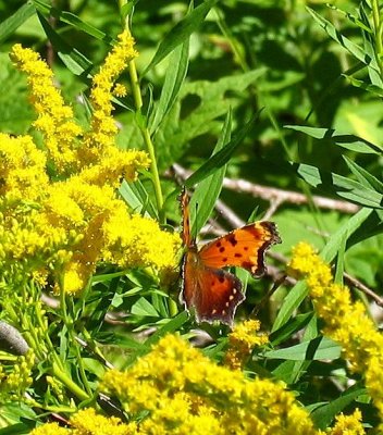 Gray Comma