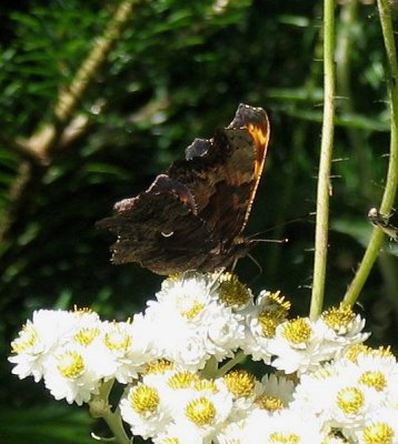 Gray Comma
