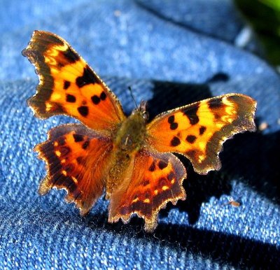 Green Comma