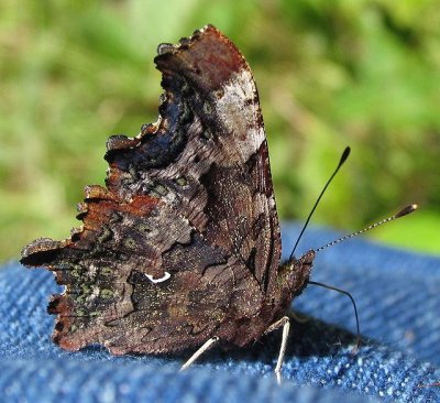 Green Comma