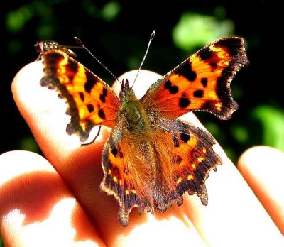 Green Comma