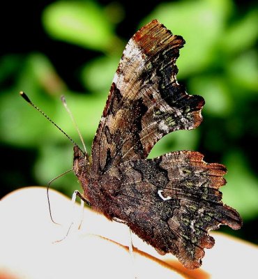 Green Comma