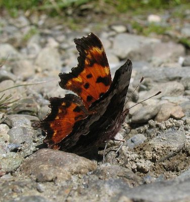 Hoary Comma