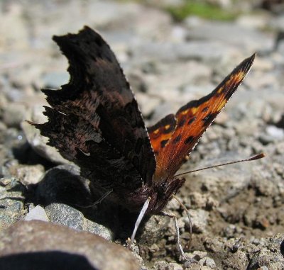 Hoary Comma