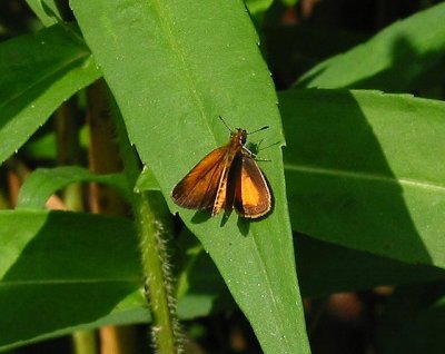 Least Skipper