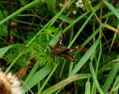 Little Glassywing